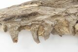 Fossil Fish (Cimolichthys) Jaw Section - Kansas #197684-2